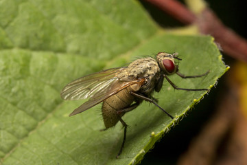 The common fly on leaf