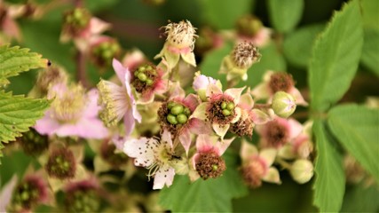 Blackberrys blossom close up selective focus in blurred background