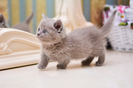 kitty cat munchkin fluffy, animal Photos