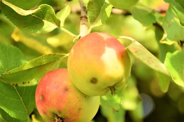 Apple fruits close up selective focus in blurred background
