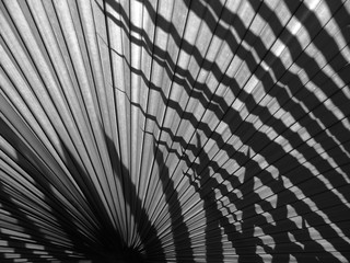 beautiful palm leaves of tree in sunlight