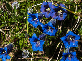 Italian alpine flowers