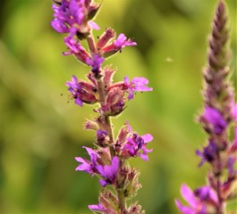 Obraz premium Purple blossom field flower close up selective focus in blurred background