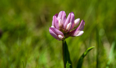 Fototapeta premium Italian alpine flowers