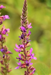 Purple blossom field flower close up selective focus in blurred background