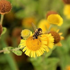 Bee collecting pollen from a yellow flower close up selective focus in blurred background
