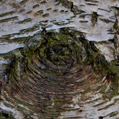 Tree bark close up selective focus 