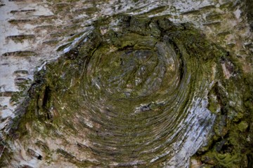 Tree bark close up selective focus 