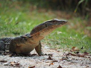 Water monitor lizard