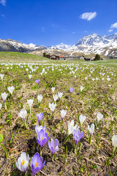 Flowering of Crocus nivea at Alp Flix.  Alp Flix, Sur, Surses, Parc Ela, Region of Albula, Canton of Graub&uuml;nden, Switzerland, Europe.