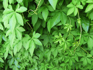 ivy plant ( Ipomoea cairica (L). Sweet )