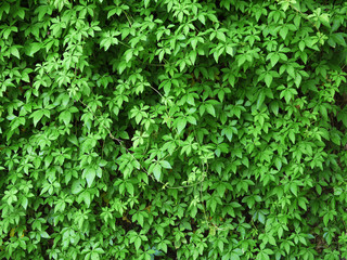 ivy plant ( Ipomoea cairica (L). Sweet )