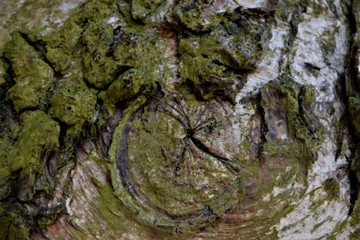 Tree bark close up selective focus 