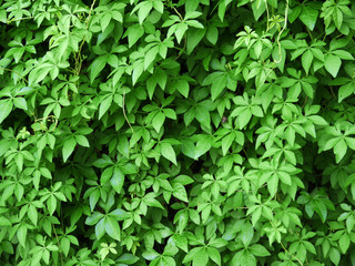 Fototapeta na wymiar ivy plant ( Ipomoea cairica (L). Sweet )