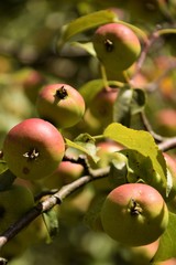 Apple fruits close up selective focus in blurred background