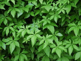 Fototapeta na wymiar ivy plant ( Ipomoea cairica (L). Sweet )