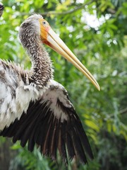 Yellow Billed Stork Bird