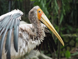 Yellow Billed Stork Bird