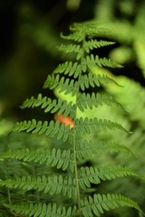 Fern leaf close up selective focus in blurred background