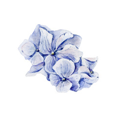 hydrangea watercolor flower