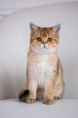 Obraz premium kitten cat scottish straight, lop-eared fluffy, animal