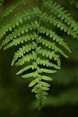 Fern leaf close up selective focus in blurred background