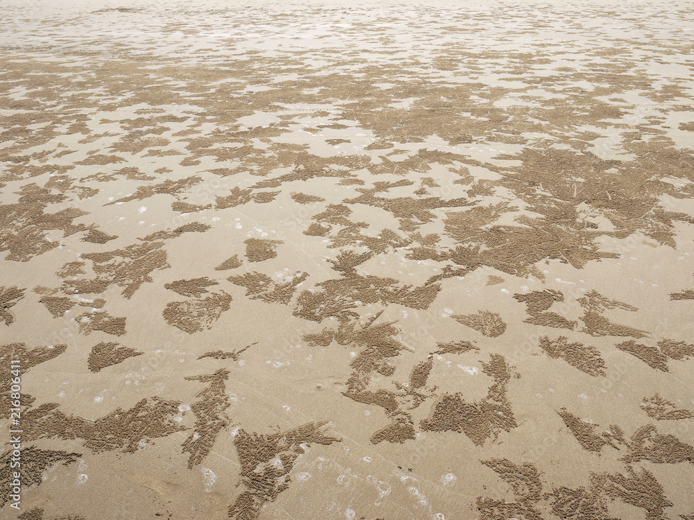 Poster Sand Texture. Brown sand. Background from fine sand. Sand background