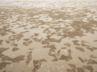 Sand Texture. Brown sand. Background from fine sand. Sand background