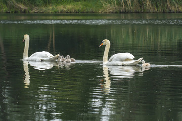 Swan family in nature reserve lake