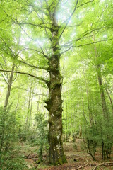 Obraz premium Árboles del Pirineo