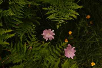 Vegetación del Pirineo