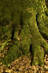 Trunk covered in green moss close up selective focus