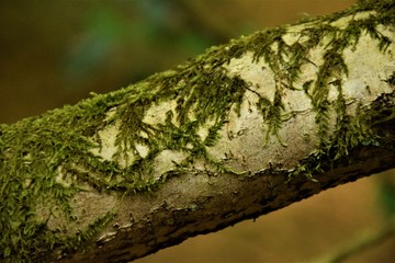 Trunk covered in green moss close up selective focus