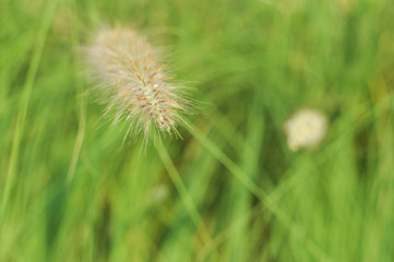 art green grass for background
