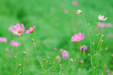 Obraz na płótnie Canvas Ping Cosmos flower in green garden for background