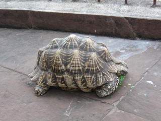 Turtle India 2010