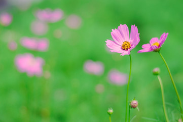 Ping Cosmos flower in green garden for background