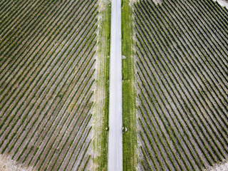 Aerial view of vineyards in Huesca Spain Europe