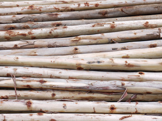 Eucalyptus tree, Pile of wood logs ready for industry