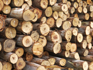 Fototapeta premium Eucalyptus tree, Pile of wood logs ready for industry