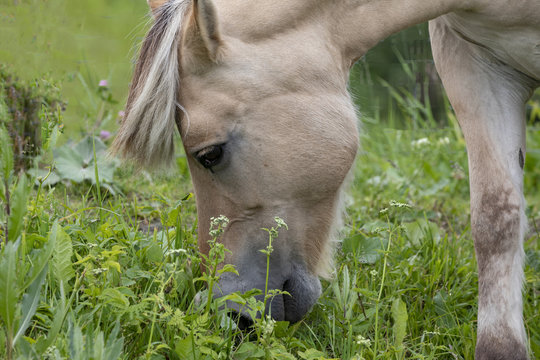Wilde Horse in Denmark