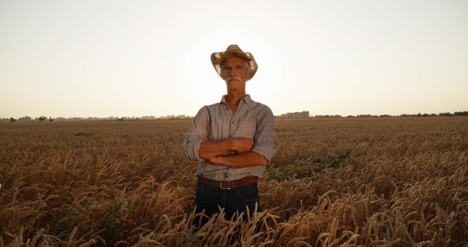 old caucasian farmer standing in middle of yellow wheat field in sunset and looking at camera - agriculture concept 4k