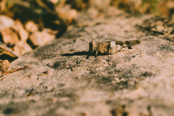 Brown grasshopper on top of a stone, located on a hill in Spain.