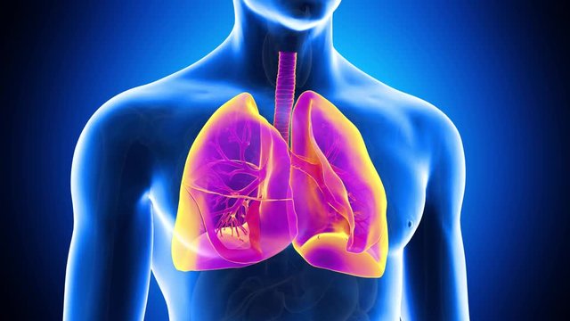 medically accurate 3d animation of the human lung