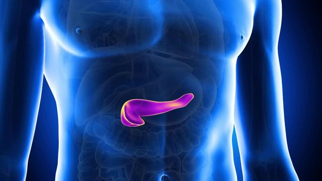 medically accurate 3d animation of the human pancreas