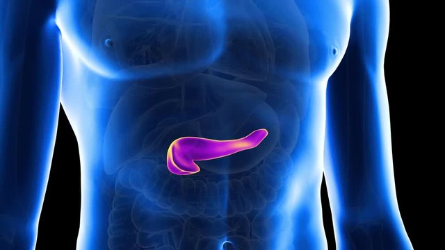 medically accurate 3d animation of the human pancreas