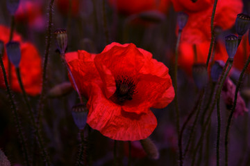 Obraz premium Flowers Red poppies blossom on wild field. Beautiful field red poppies with selective focus. soft light. Toning. Creative processing in dark low key
