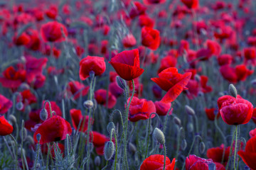 Obraz na płótnie Canvas Flowers Red poppies blossom on wild field. Beautiful field red poppies with selective focus. Red poppies in soft light. Opium poppy. Glade of red poppies. Toning. Creative processing in dark low key