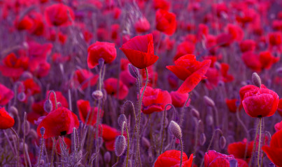 Fototapeta na wymiar Flowers Red poppies blossom on wild field. Beautiful field red poppies with selective focus. Red poppies in soft light. Opium poppy. Glade of red poppies. Toning. Creative processing in dark low key