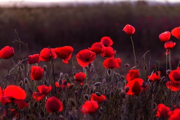 Flowers Red poppies blossom on wild field. Beautiful field red poppies with selective focus. Red poppies in soft light. Opium poppy. Glade of red poppies. Toning. Creative processing in dark low key